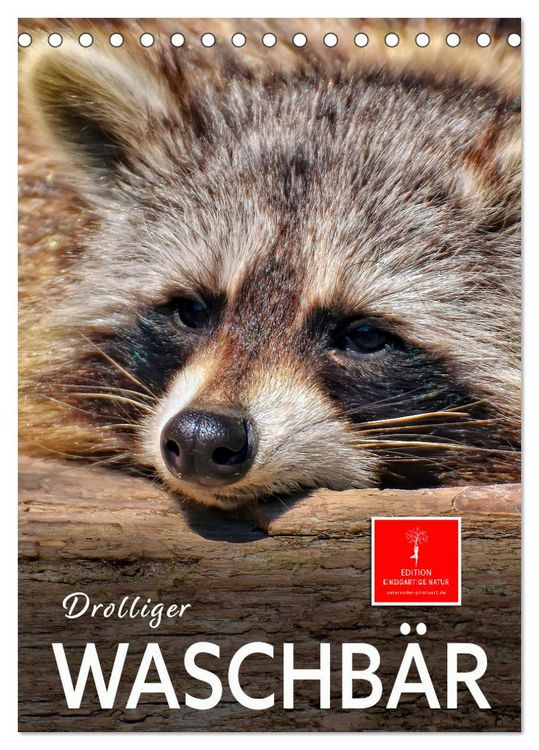 Produktbild: Drolliger Waschb&auml;r (Tischkalender 2026 DIN A5 hoch), CALVENDO Monatskalender