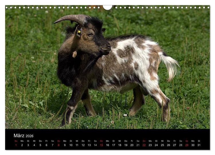 Produktbild: Zwergziegen (Wandkalender 2026 DIN A3 quer), CALVENDO Monatskalender