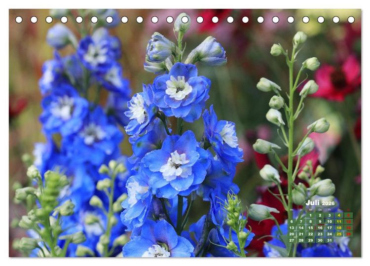 Produktbild: Sommerliche Bl&uuml;tentr&auml;ume (Tischkalender 2026 DIN A5 quer), CALVENDO Monatskalender