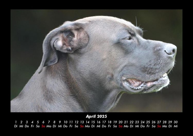 Produktbild: Hunde 2025 Fotokalender DIN A3