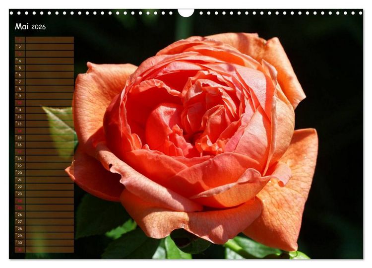 Produktbild: Lass Rosen sprechen (Wandkalender 2026 DIN A3 quer), CALVENDO Monatskalender