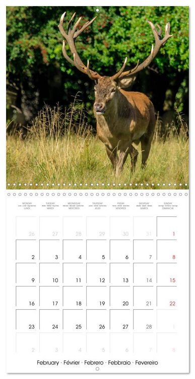 Produktbild: Aux bois des cerfs (Calendrier mural carr&eacute; 2026 30x30 cm) Calendrier double avec une page pour vos prises de notes