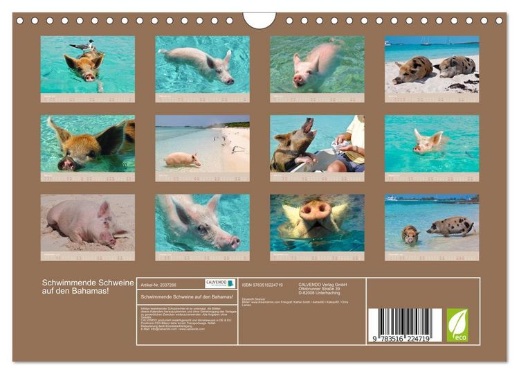 Produktbild: Schwimmende Schweine auf den Bahamas! (Wandkalender 2026 DIN A4 quer), CALVENDO Monatskalender