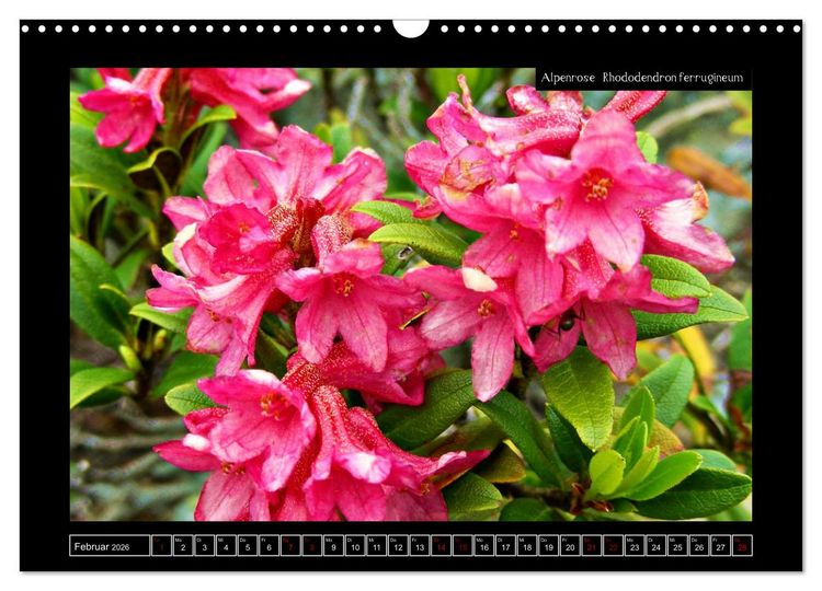 Produktbild: Alpine Flora in der Hom&ouml;opathie (Wandkalender 2026 DIN A3 quer), CALVENDO Monatskalender