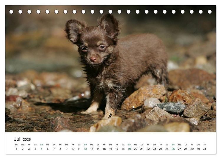 Produktbild: Chihuahuas - kleine Herzensbrecher (Tischkalender 2026 DIN A5 quer), CALVENDO Monatskalender
