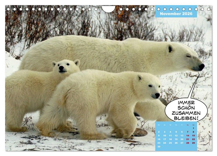 Produktbild: Lustige Eisb&auml;ren (Wandkalender 2026 DIN A4 quer), CALVENDO Monatskalender