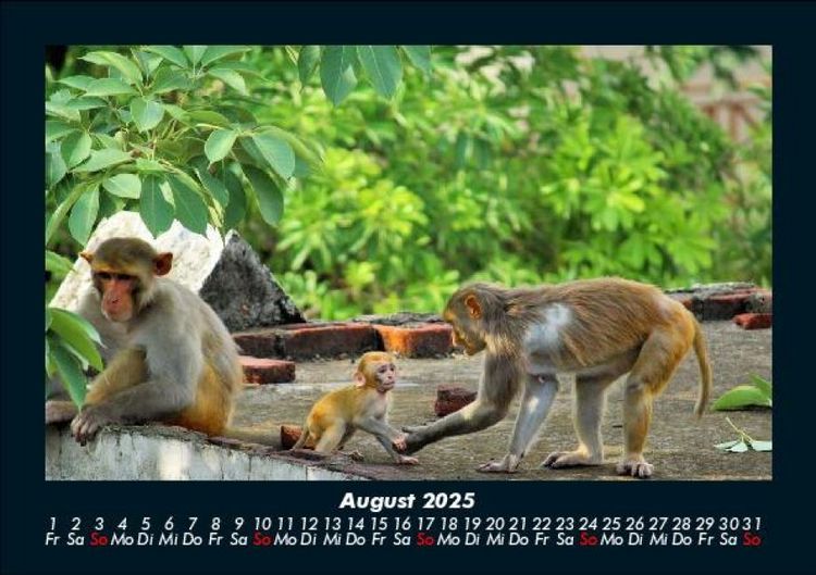 Produktbild: Affen 2025 Fotokalender DIN A5