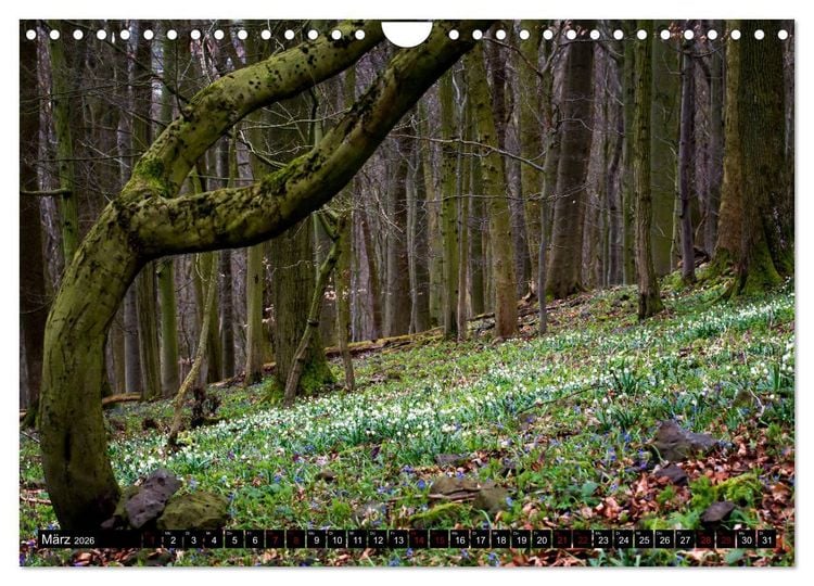 Produktbild: Die Rh&ouml;n (Wandkalender 2026 DIN A4 quer), CALVENDO Monatskalender