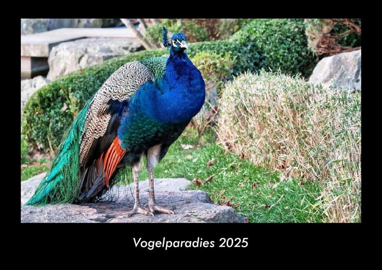 Produktbild: Vogelparadies 2025 Fotokalender DIN A3