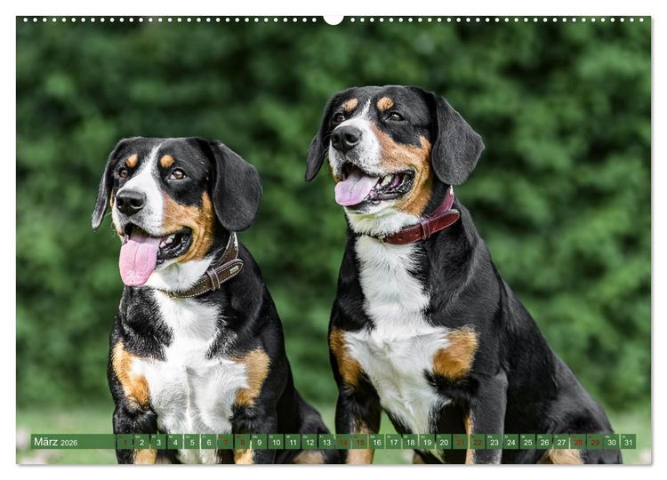 Produktbild: Schweizer Sennenhunde - Appenzeller - Berner - Entlebucher - Gro&szlig;e Schweizer (Wandkalender 2026 DIN A2 quer), CALVENDO Monatskalender