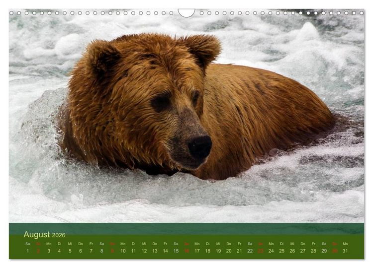 Produktbild: Der B&auml;renkalender 2026 (Wandkalender 2026 DIN A3 quer), CALVENDO Monatskalender