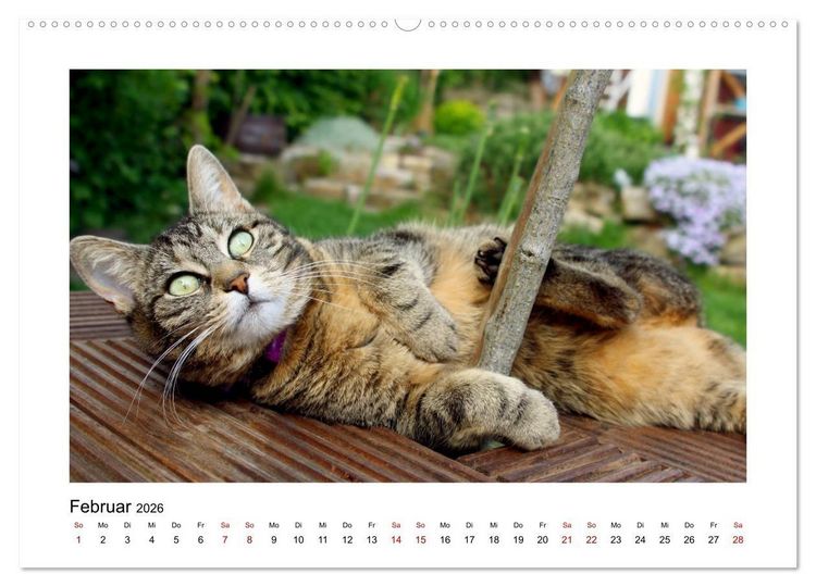 Produktbild: Stra&szlig;entiger auf Samtpfoten (hochwertiger Premium Wandkalender 2026 DIN A2 quer), Kunstdruck in Hochglanz
