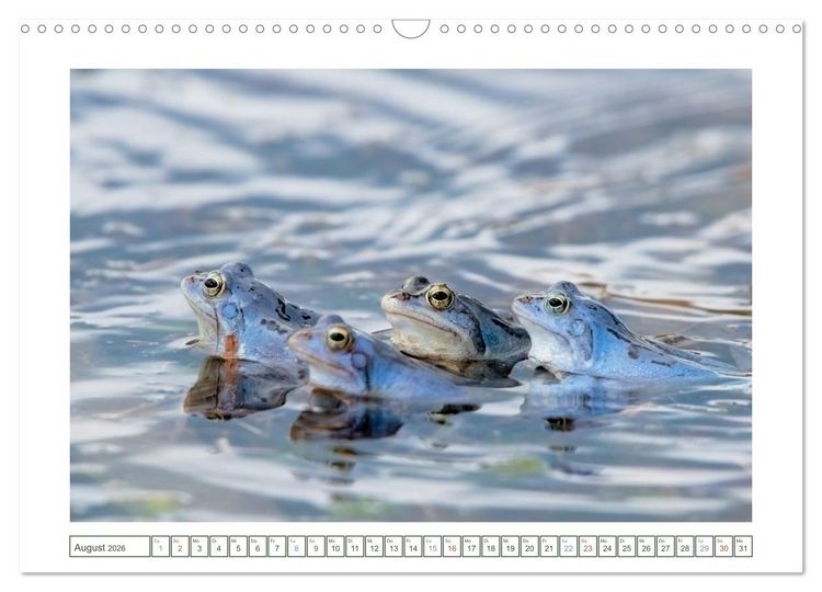 Produktbild: Wenn Fr&ouml;sche blau machen - das geheime Leben der Moorfr&ouml;sche von Tanja Riedel (Wandkalender 2026 DIN A3 quer), CALVENDO Monatskalender