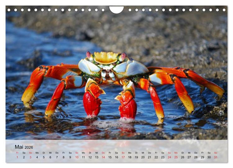 Produktbild: Krabben. Lustige Aliens (Wandkalender 2026 DIN A4 quer), CALVENDO Monatskalender