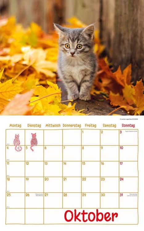Produktbild: Katzen Kalenderpaket 2027