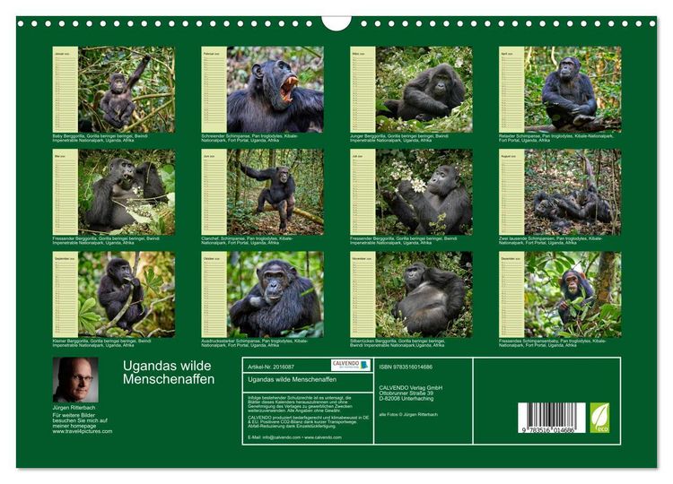 Produktbild: Ugandas wilde Menschenaffen (Wandkalender 2026 DIN A3 quer), CALVENDO Monatskalender