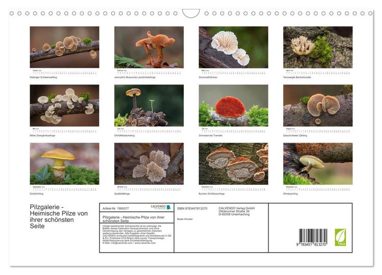 Produktbild: Pilzgalerie - Heimische Pilze von ihrer sch&ouml;nsten Seite (Wandkalender 2026 DIN A3 quer), CALVENDO Monatskalender