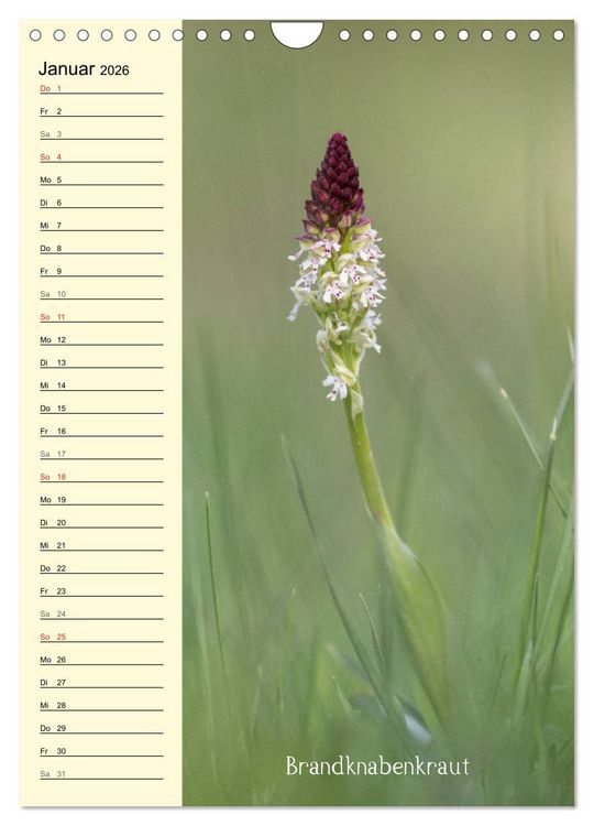 Produktbild: Wildwachsende Orchideen in Bayern (Wandkalender 2026 DIN A4 hoch), CALVENDO Monatskalender