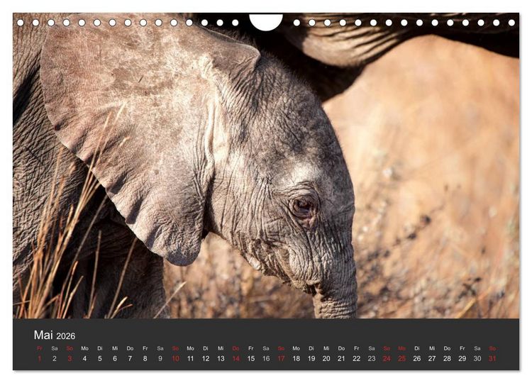 Produktbild: Elefanten - Graue Riesen (Wandkalender 2026 DIN A4 quer), CALVENDO Monatskalender