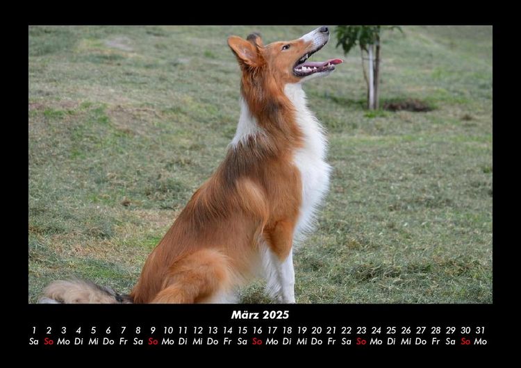 Produktbild: Der Hundekalender 2025 Fotokalender DIN A3