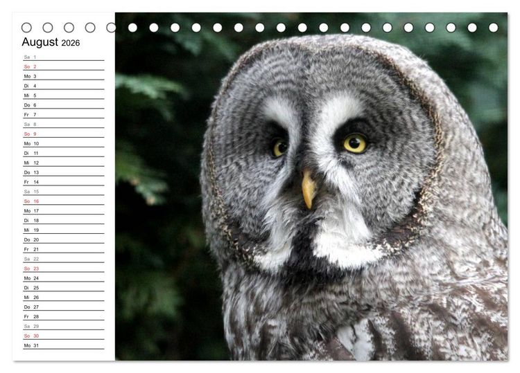 Produktbild: Greifv&ouml;gel, Eulen und K&auml;uze (Tischkalender 2026 DIN A5 quer), CALVENDO Monatskalender