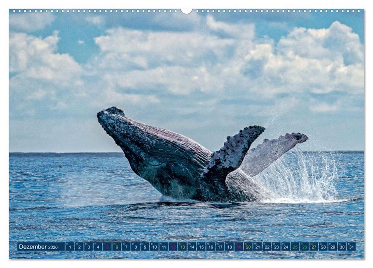 Produktbild: Big Five Australiens Buckelwal, Walhai, Orca, Quokka,K&auml;nguru (hochwertiger Premium Wandkalender 2026 DIN A2 quer), Kunstdruck in Hochglanz