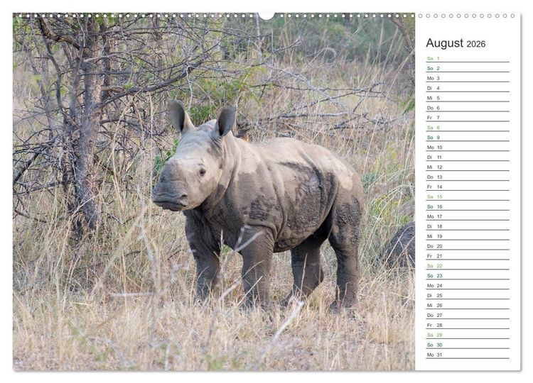 Produktbild: Nash&ouml;rner - Sanfte Riesen (hochwertiger Premium Wandkalender 2026 DIN A2 quer), Kunstdruck in Hochglanz