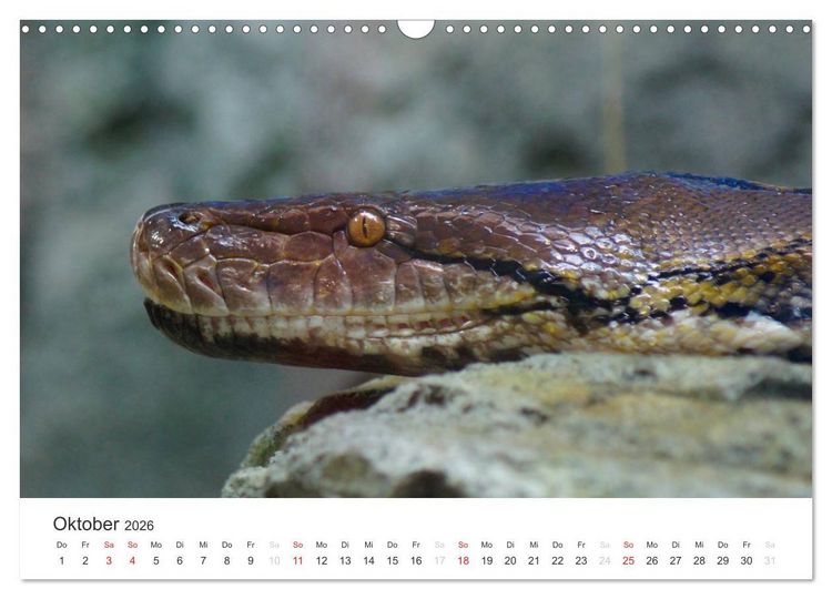 Produktbild: Das Leben der Reptilien (Wandkalender 2026 DIN A3 quer), CALVENDO Monatskalender