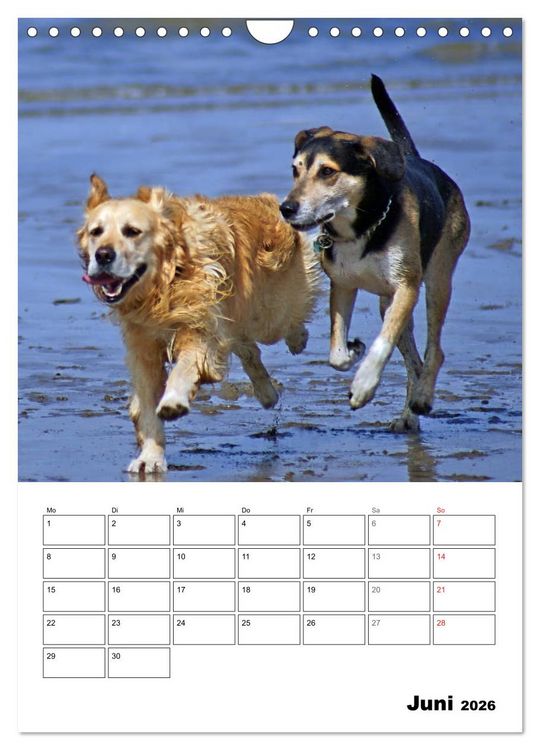 Produktbild: Hunde Freunde (Wandkalender 2026 DIN A4 hoch), CALVENDO Monatskalender