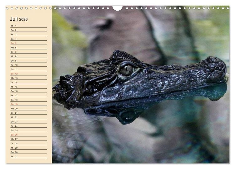 Produktbild: Reptilien. Schlangen, Echsen und Co. (Wandkalender 2026 DIN A3 quer), CALVENDO Monatskalender