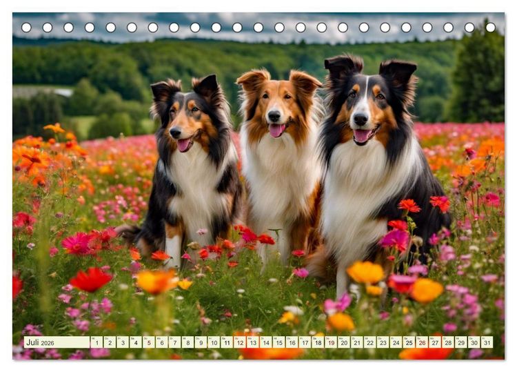 Produktbild: Traumhund Collie (Tischkalender 2026 DIN A5 quer), CALVENDO Monatskalender