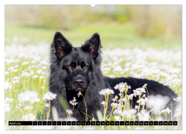 Produktbild: Schwarz ist sch&ouml;n! Der lackschwarze altdeutsche Sch&auml;ferhund (hochwertiger Premium Wandkalender 2026 DIN A2 quer), Kunstdruck in Hochglanz