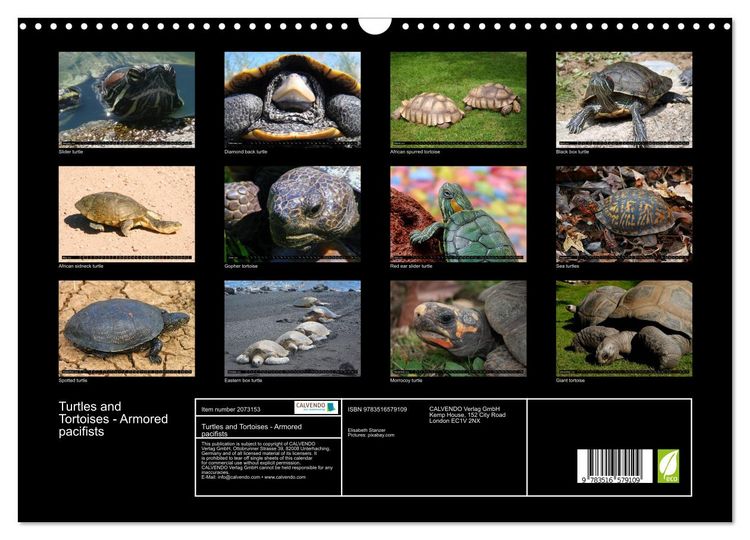 Produktbild: Turtles and Tortoises - Armored pacifists (Wall Calendar 2026 DIN A3 landscape), CALVENDO 12 Month Wall Calendar