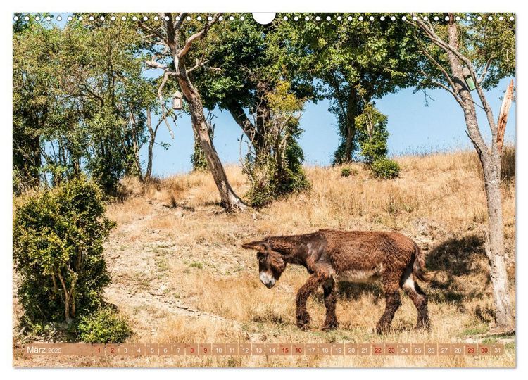 Produktbild: Esel der Welt - Lieblings Langohren (Wandkalender 2025 DIN A3 quer), CALVENDO Monatskalender