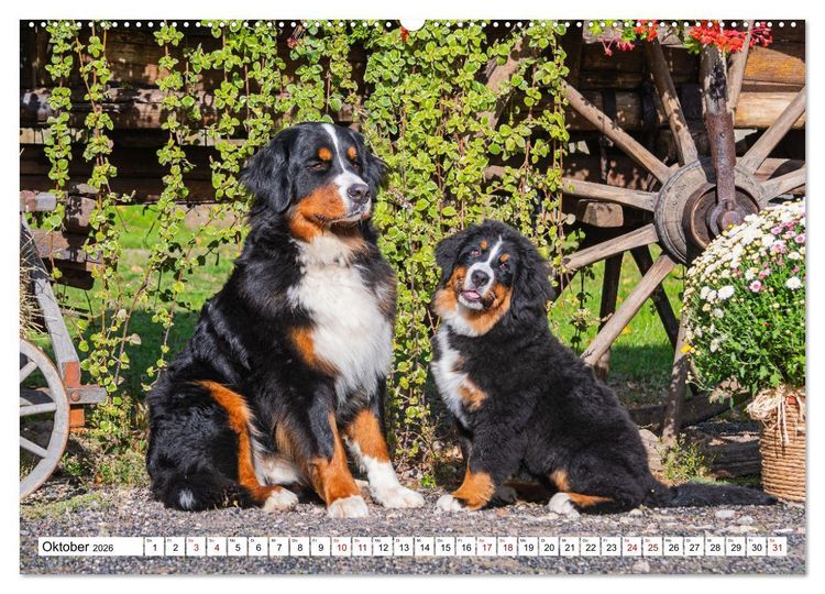 Produktbild: Berner Sennenhund - Eine Liebe f&uuml;r&acute;s Leben (hochwertiger Premium Wandkalender 2026 DIN A2 quer), Kunstdruck in Hochglanz