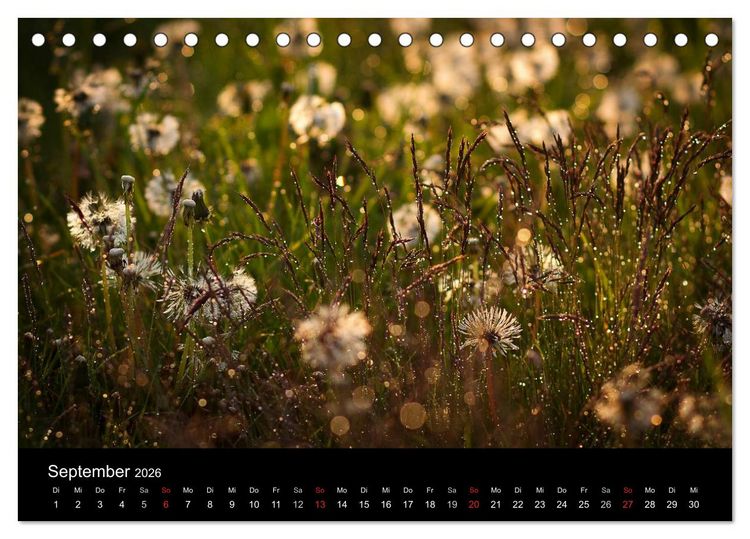 Produktbild: Bl&uuml;tenzauber 2026 (Tischkalender 2026 DIN A5 quer), CALVENDO Monatskalender