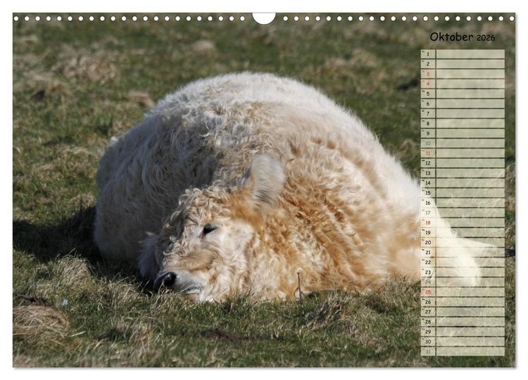 Produktbild: Gl&uuml;ckliche K&uuml;he (Wandkalender 2026 DIN A3 quer), CALVENDO Monatskalender