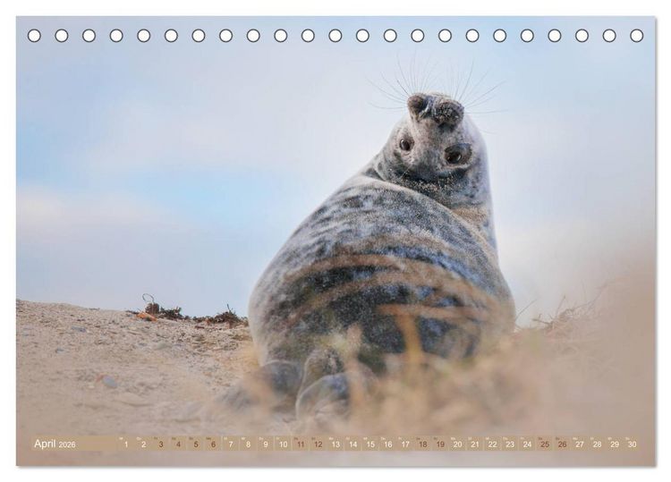 Produktbild: Kegelrobben - Die Kegelrobben von Helgoland (Tischkalender 2026 DIN A5 quer), CALVENDO Monatskalender