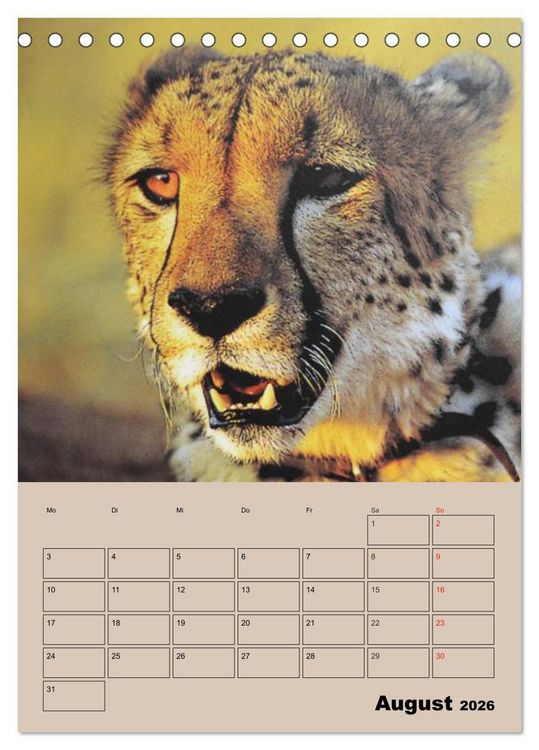 Produktbild: Gro&szlig;katzen. Raubkatzengesichter (Tischkalender 2026 DIN A5 hoch), CALVENDO Monatskalender