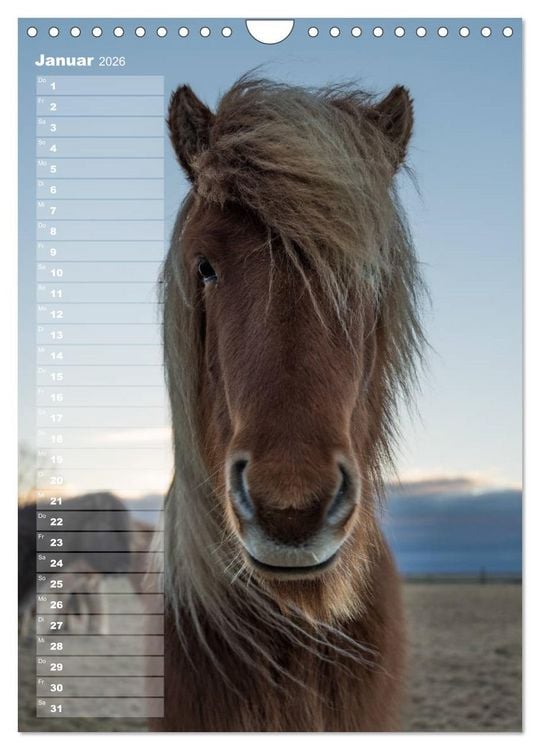 Produktbild: Mein ISLANDPFERDE Planer - Geburtstage, Hof-Feste, Turniere (Wandkalender 2026 DIN A4 hoch), CALVENDO Monatskalender