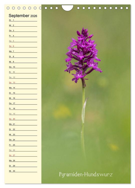 Produktbild: Wildwachsende Orchideen in Bayern (Wandkalender 2026 DIN A4 hoch), CALVENDO Monatskalender