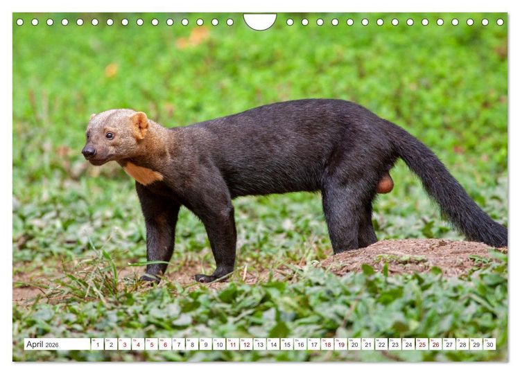 Produktbild: Vielf&auml;ltiges Peru (Wandkalender 2026 DIN A4 quer), CALVENDO Monatskalender