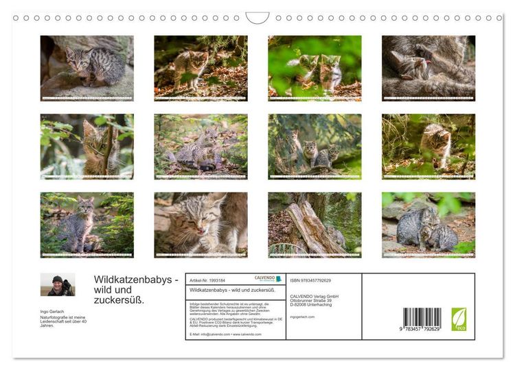 Produktbild: Wildkatzenbabys - wild und zuckers&uuml;&szlig;. (Wandkalender 2026 DIN A3 quer), CALVENDO Monatskalender