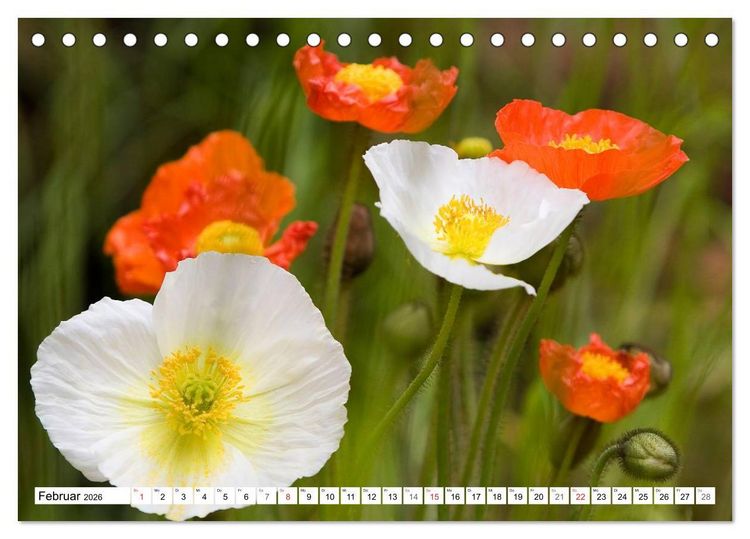 Produktbild: MohnTage (Tischkalender 2026 DIN A5 quer), CALVENDO Monatskalender