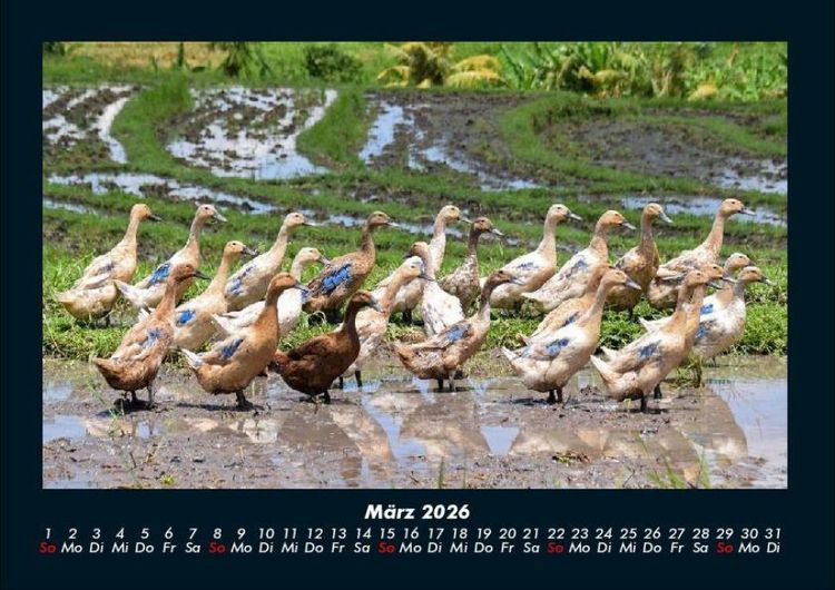 Produktbild: Enten 2026 Fotokalender DIN A4