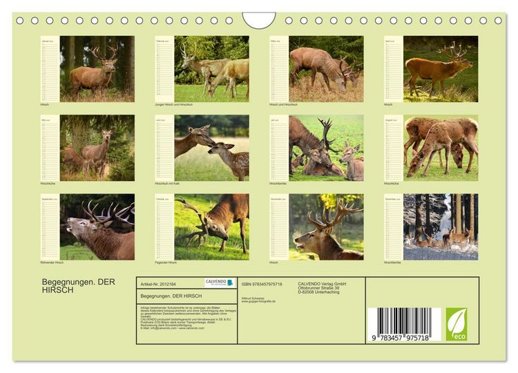 Produktbild: Begegnungen. DER HIRSCH (Wandkalender 2026 DIN A4 quer), CALVENDO Monatskalender