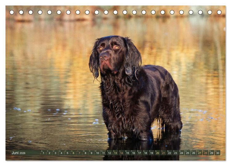 Produktbild: Jagdhund im Portrait - Deutsch Langhaar (Tischkalender 2026 DIN A5 quer), CALVENDO Monatskalender