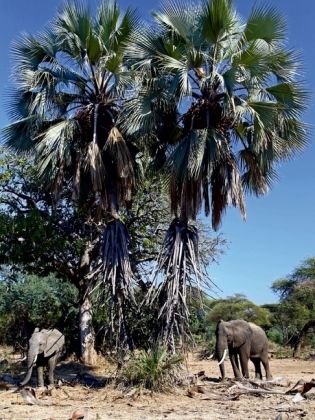 Produktbild: CALVENDO Puzzle Elefanten unter Palmen, Afrika | 1000 Teile Lege-Gr&ouml;&szlig;e 64x48cm Foto-Puzzle f&uuml;r gl&uuml;ckliche Stunden