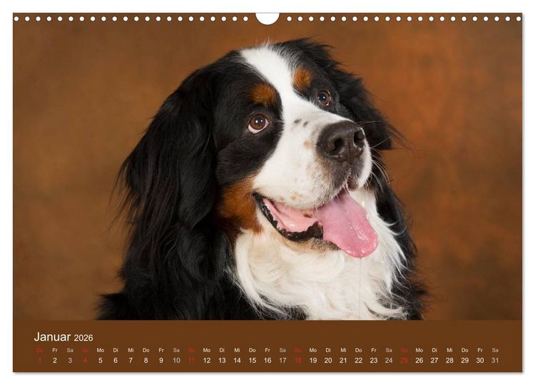 Produktbild: Berner Sennenhunde (Wandkalender 2026 DIN A3 quer), CALVENDO Monatskalender