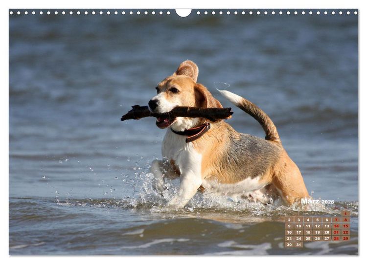 Produktbild: Ein Dalmatiner und ein Beagle - Auf der maritimen Jagd nach dem weltbesten Stock (Wandkalender 2026 DIN A3 quer), CALVENDO Monatskalender